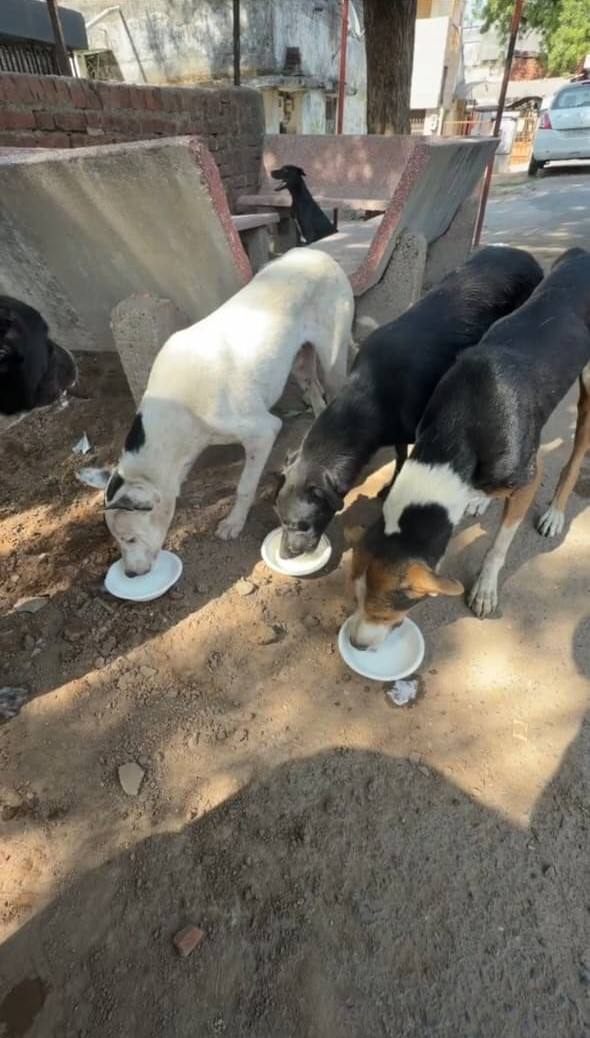 Street dog challenge photo